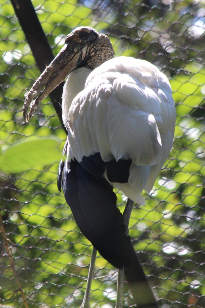 Wood Stork - Mar 2019