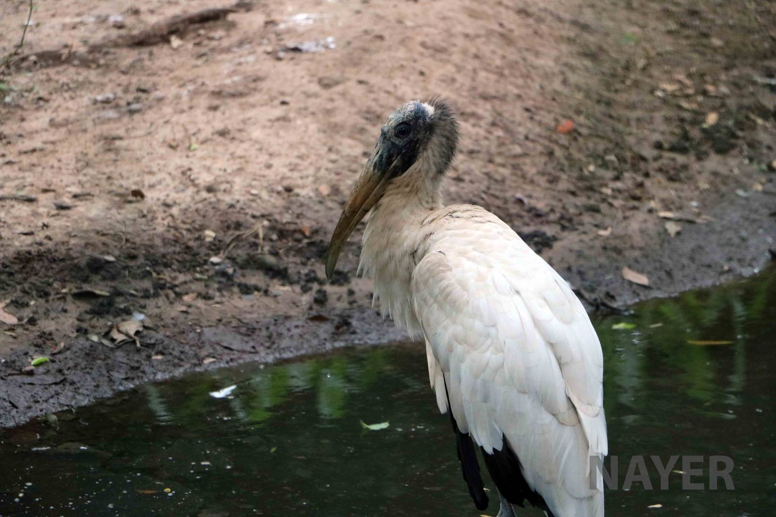 Wood stork, March 2016