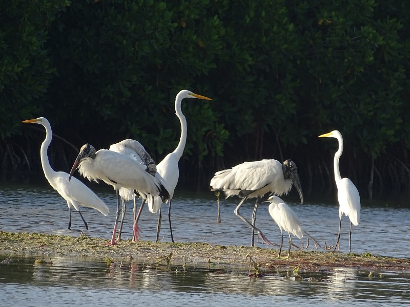 Wood stork (Mycteria americana) & egrets