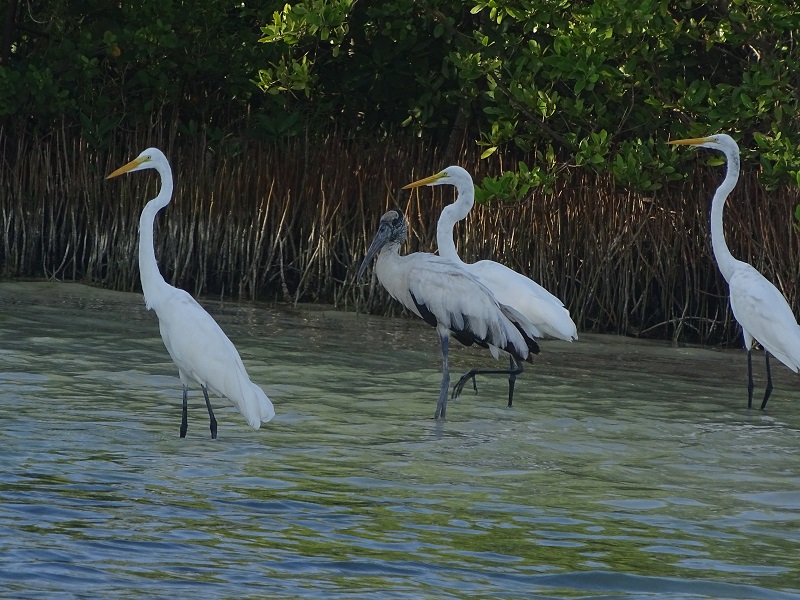 Wood stork (Mycteria americana) & Great egret (Ardea alba egretta)