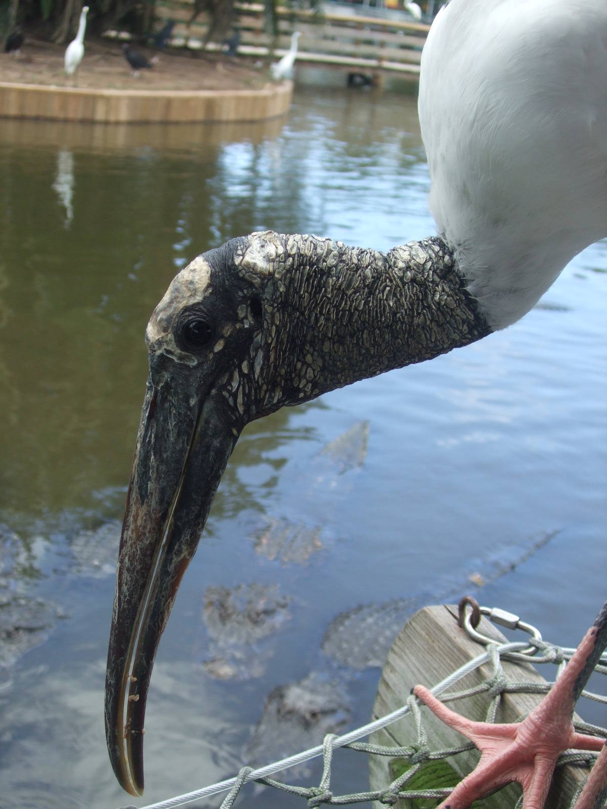 Wood Stork (Mycteria americana)