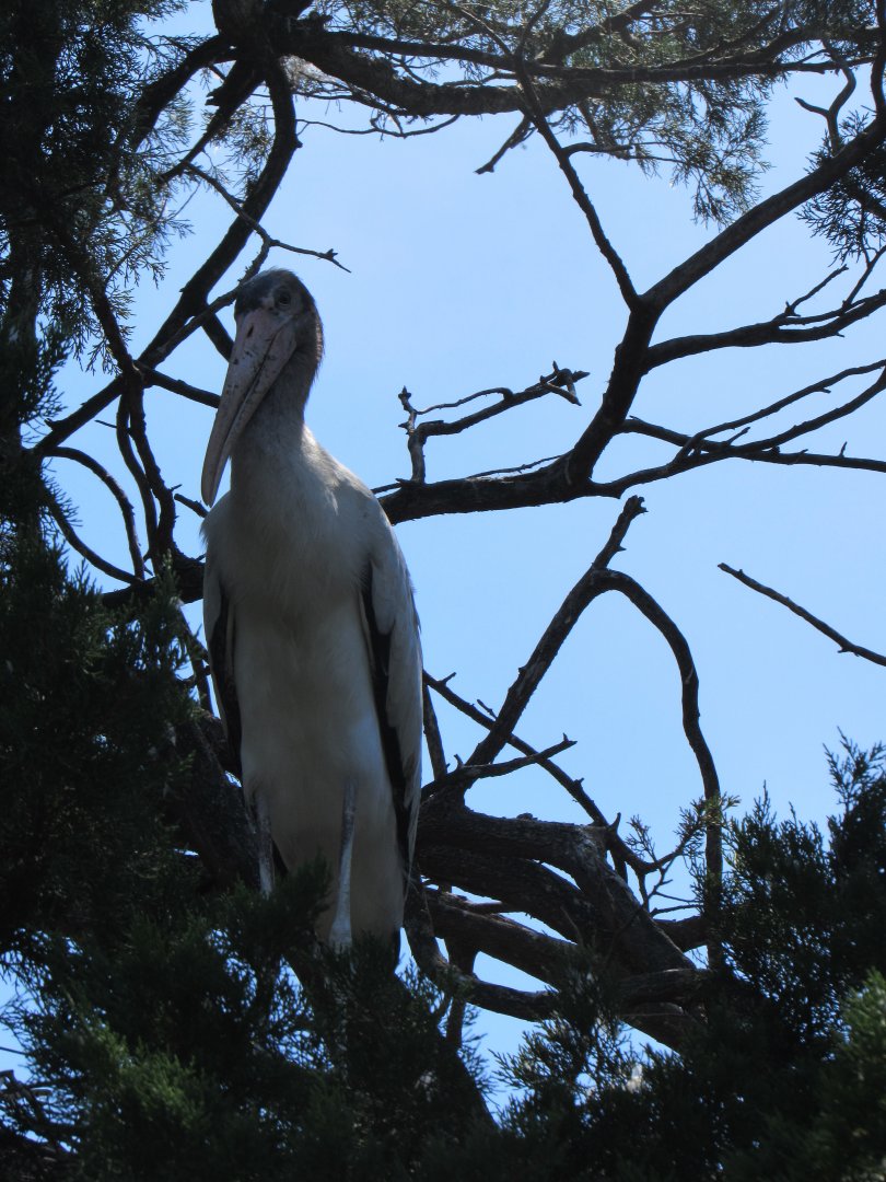 Wood Stork (Mycteria americana)
