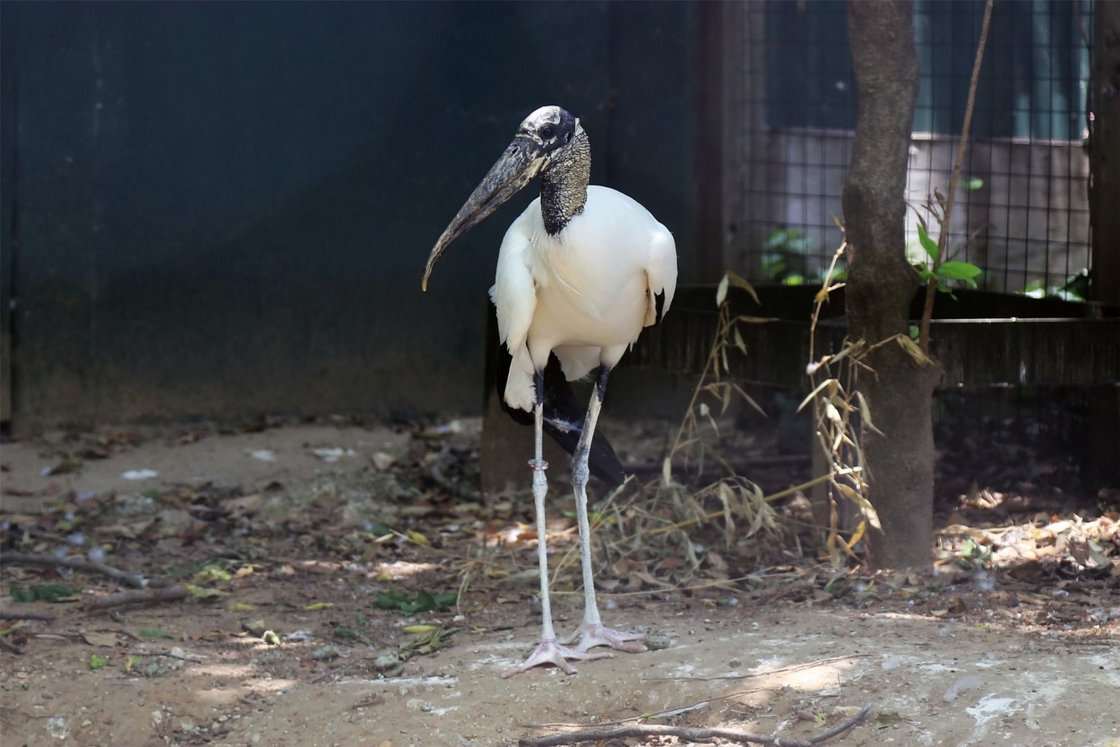 Wood stork (Mycteria americana)