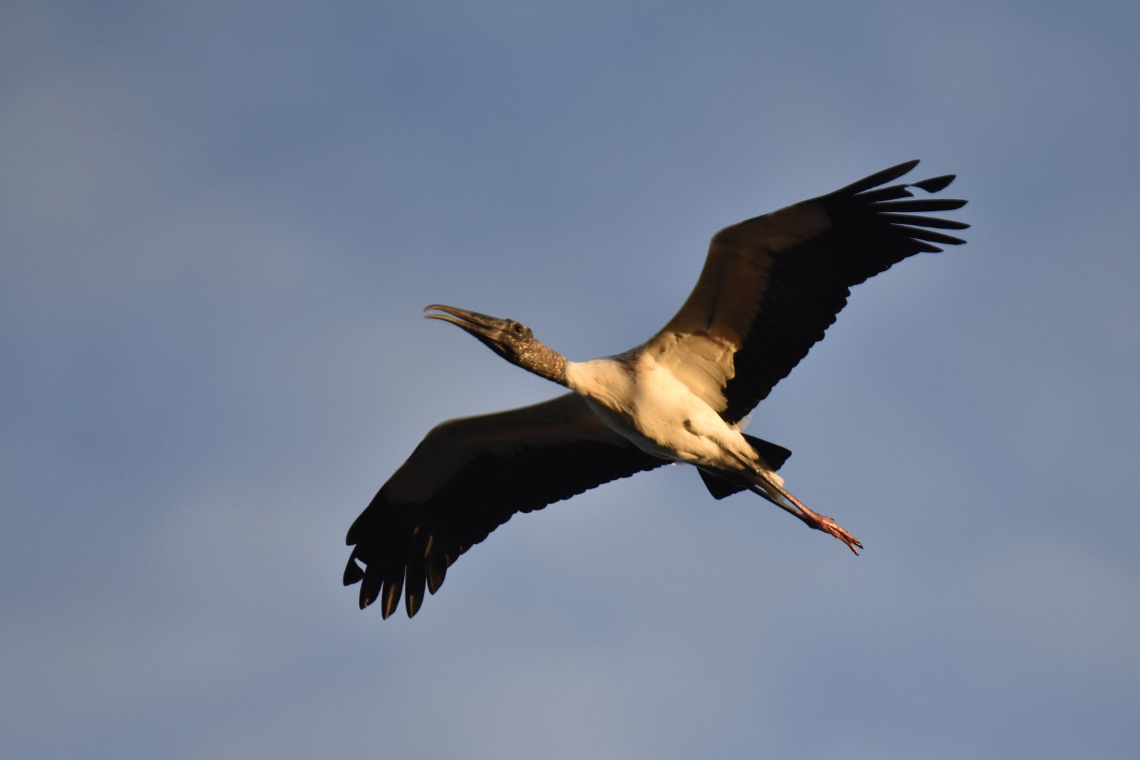 Wood Stork (Mycteria americana)