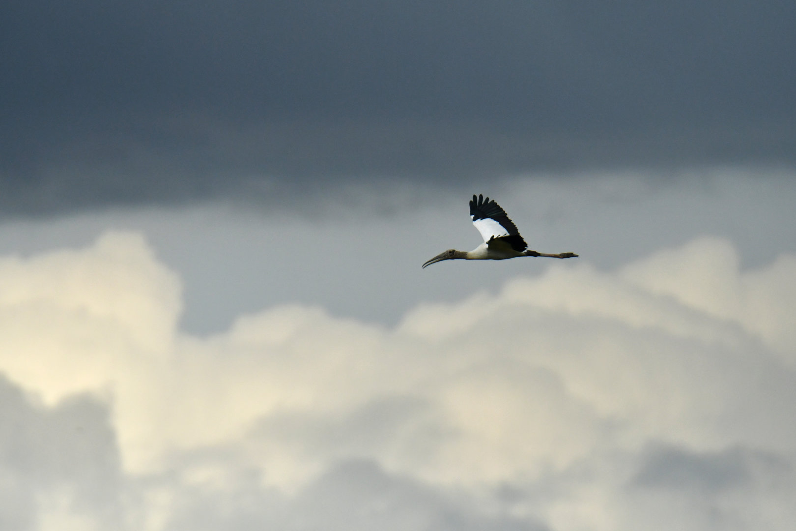Wood Stork Mycteria americana