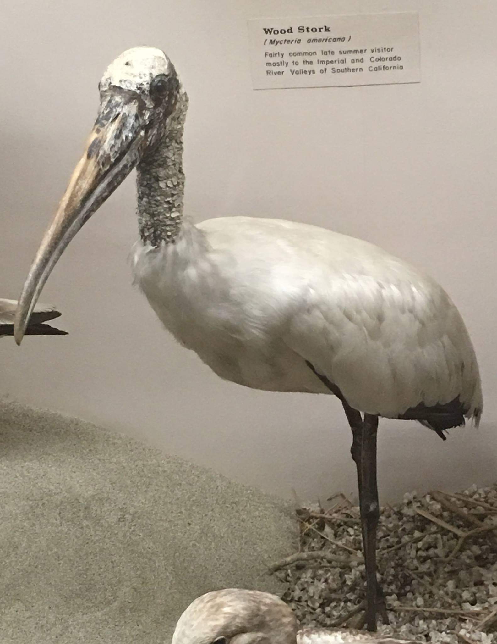 Wood stork (Mycteria americana)