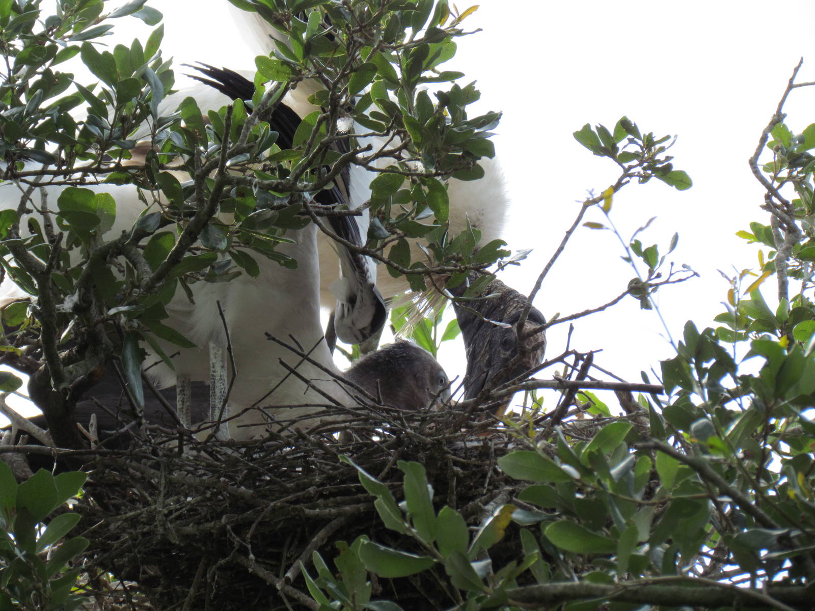 Wood Stork Nest