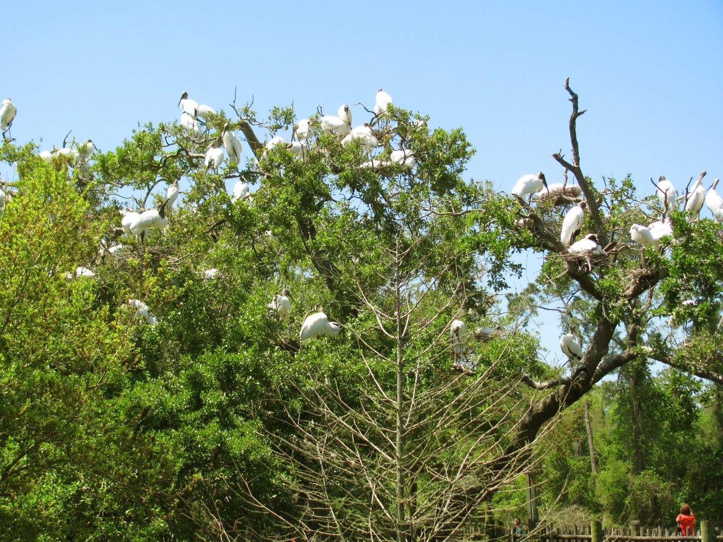 Wood Stork Nesting Colony
