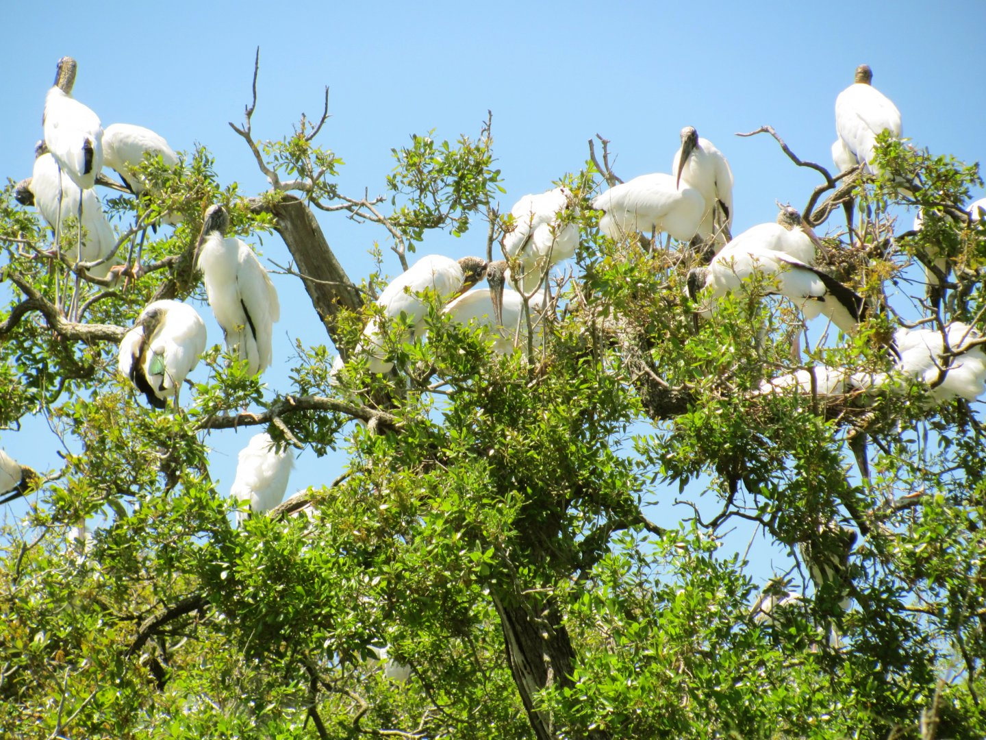 Wood Stork Nesting Colony