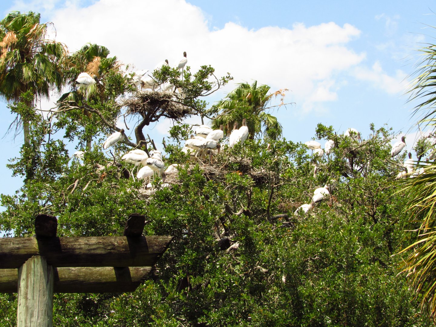 Wood Stork Nesting Colony