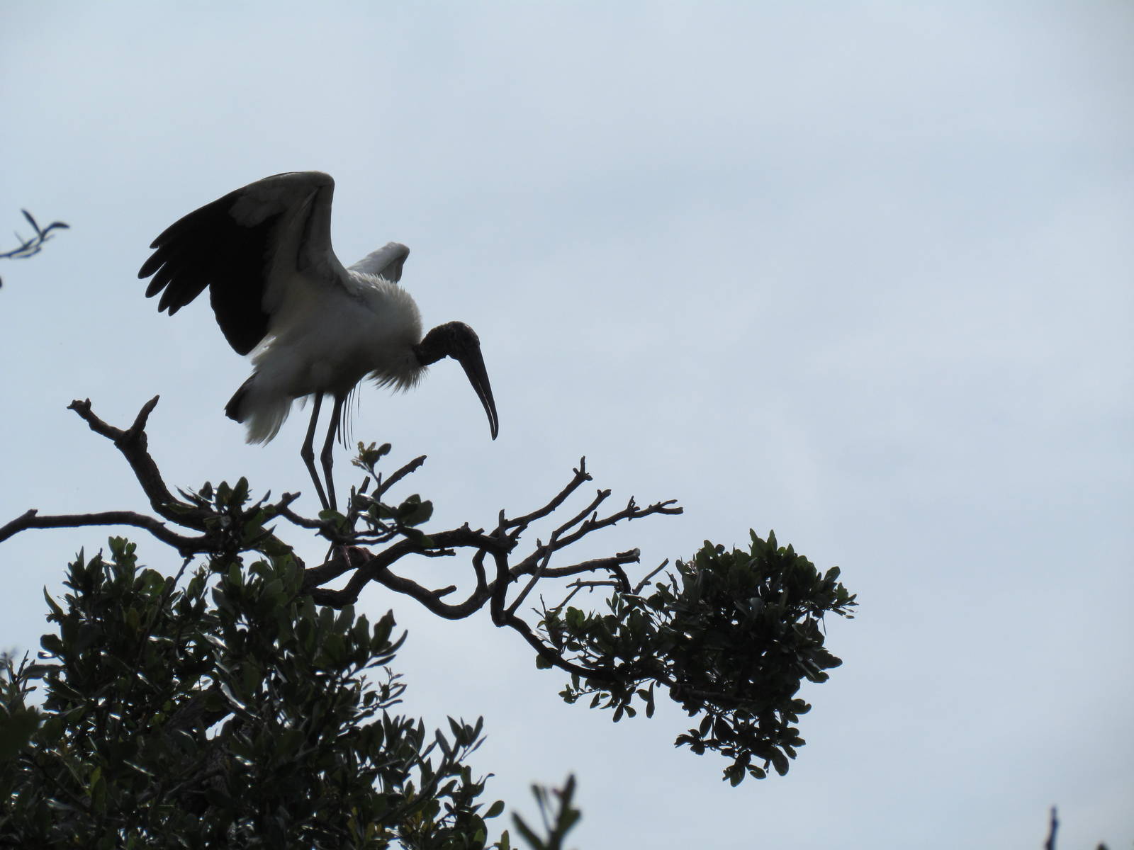 Wood Stork Out on a Limb