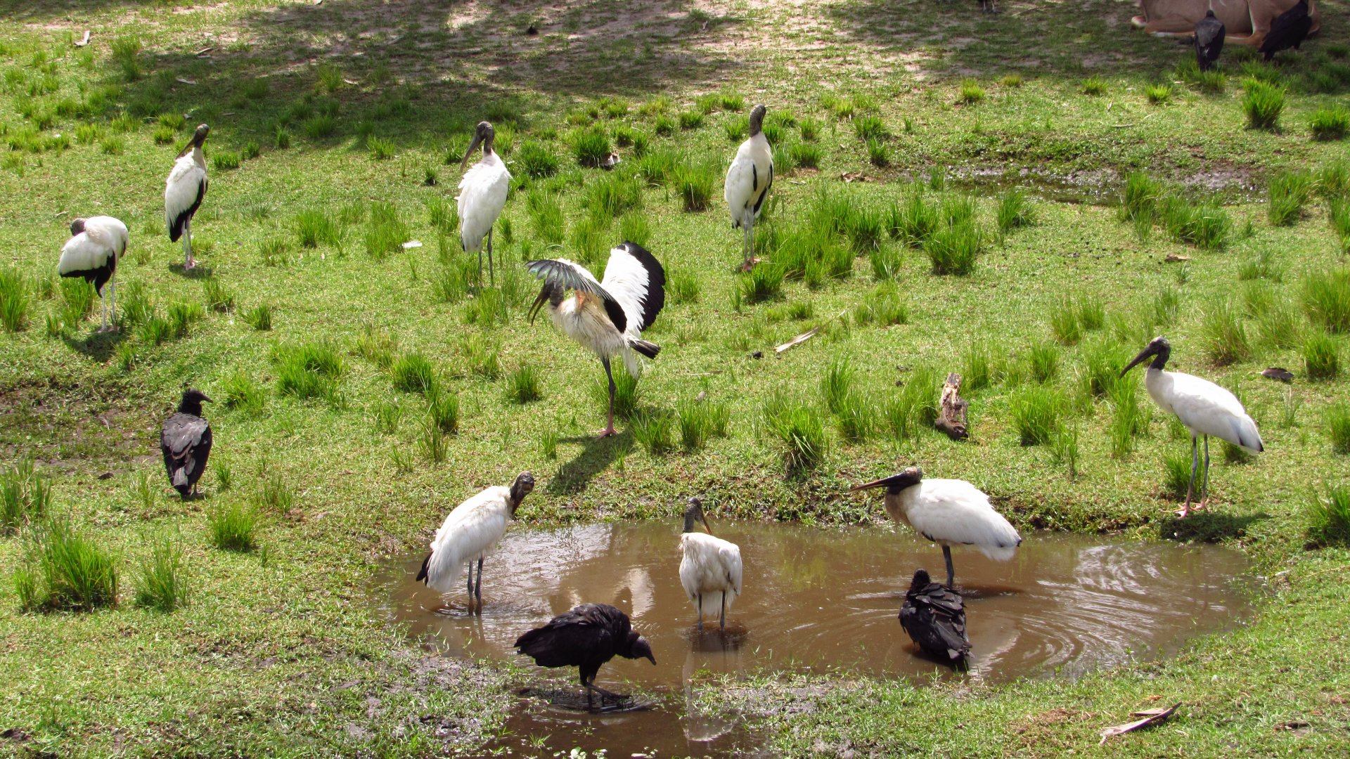 Wood Stork Pool Party