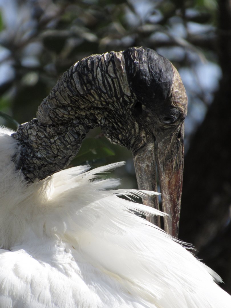 Wood Stork Preening Closeup