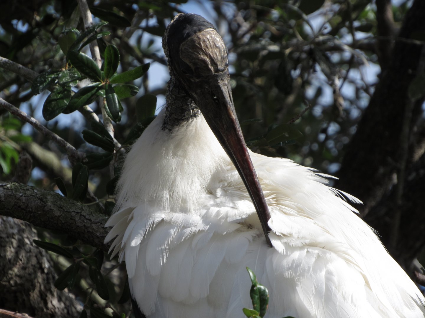 Wood Stork Preening