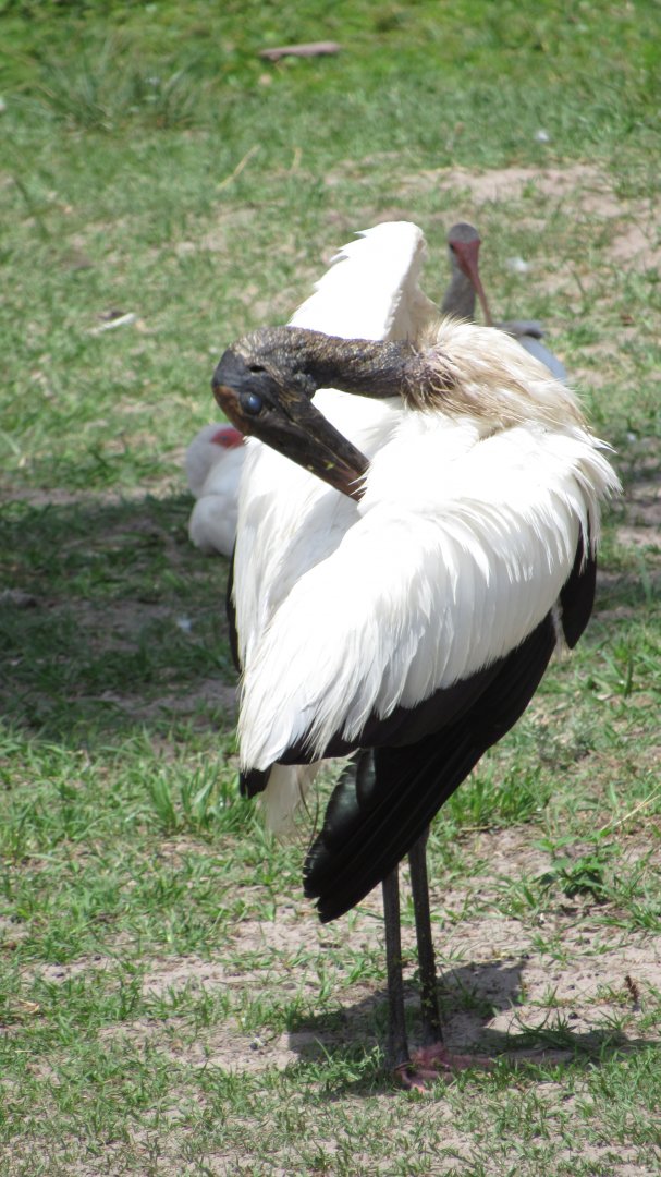 Wood Stork Preening