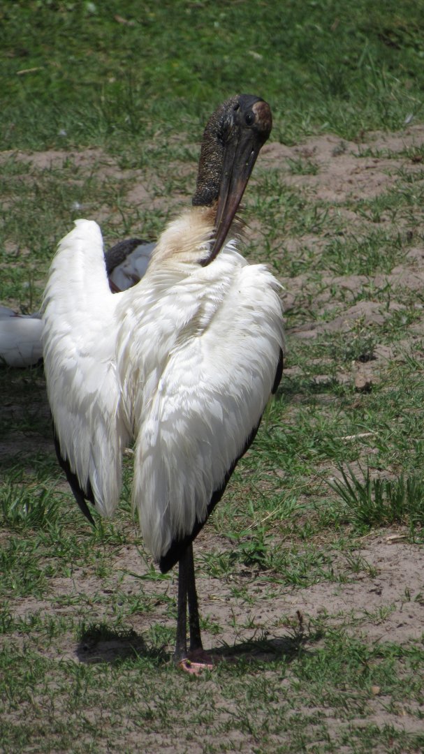 Wood Stork Preening