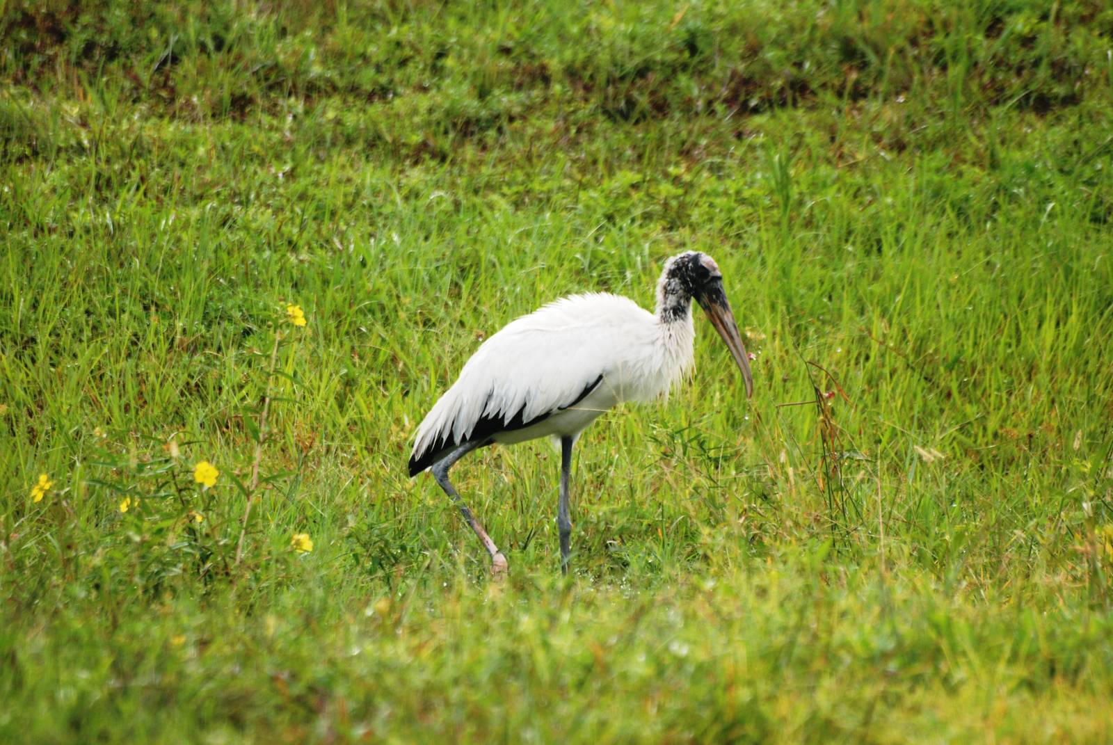 Wood Stork, Punta Gorda, October 2013