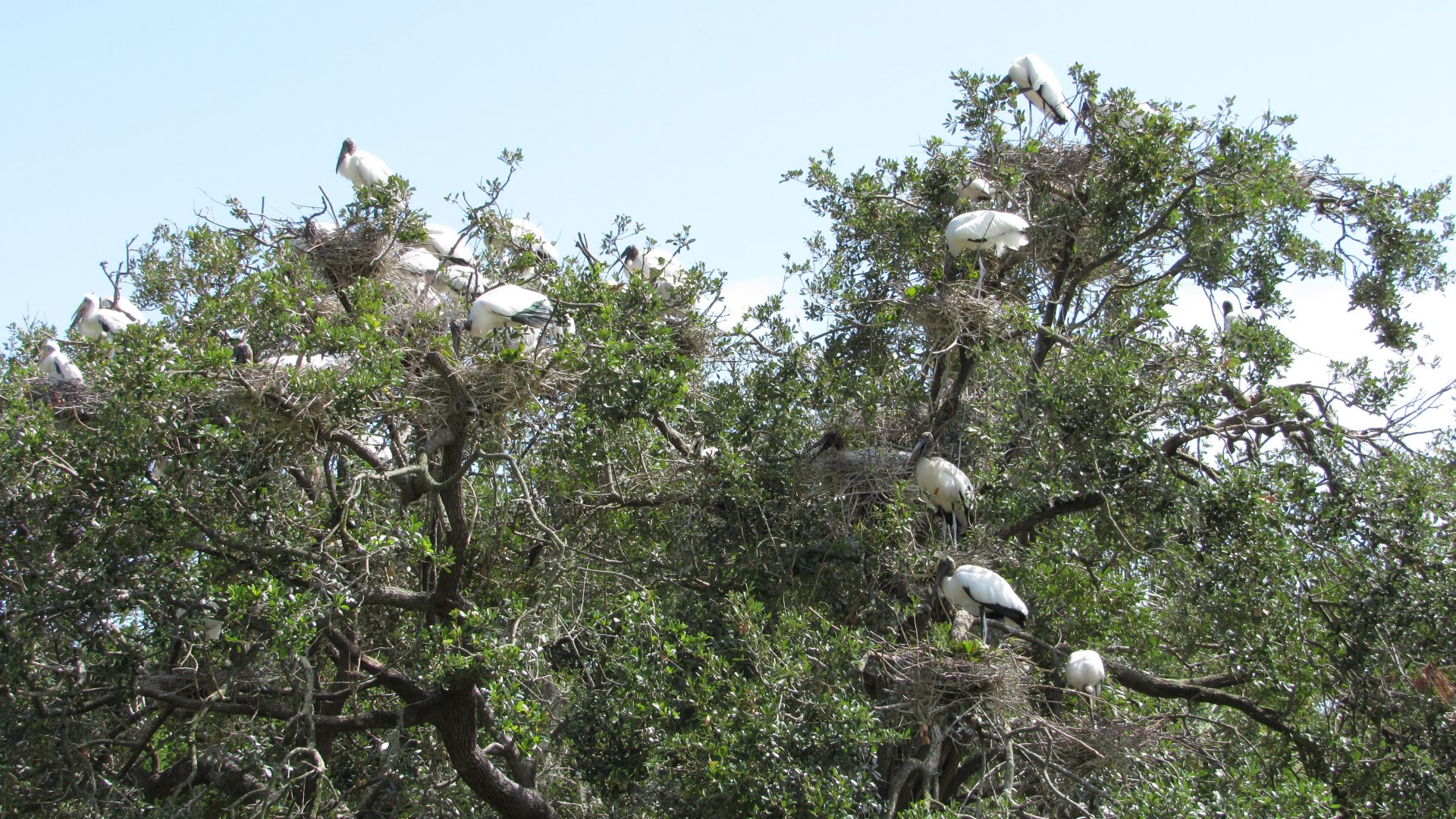Wood Stork Rookery
