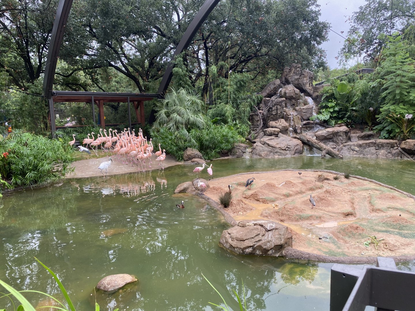 Wood Stork Scaring Away Flamingos