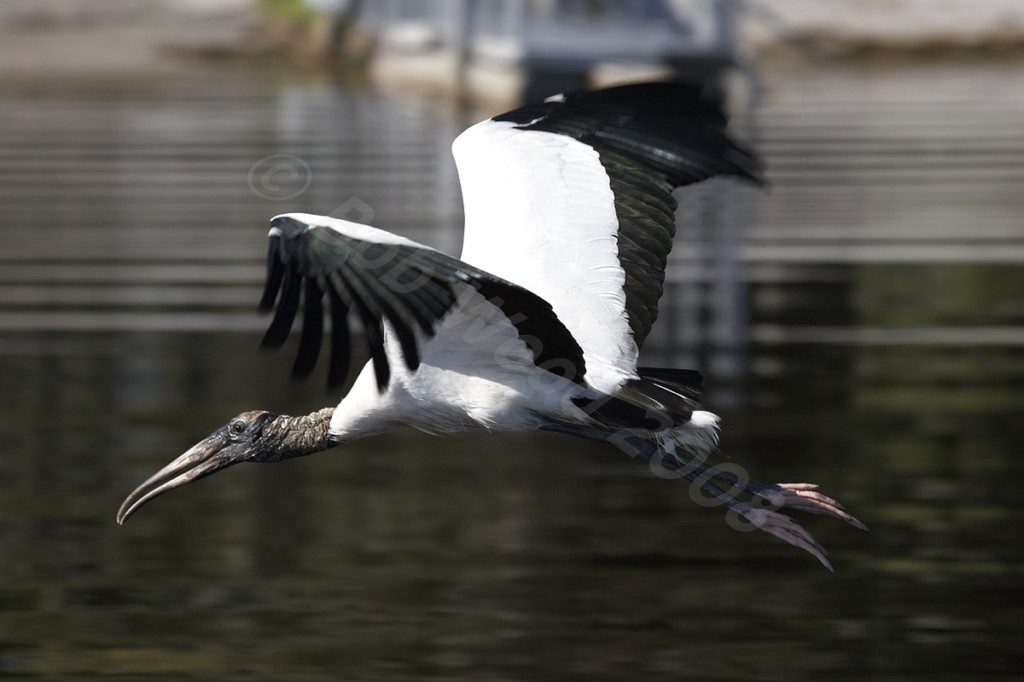 Wood Stork