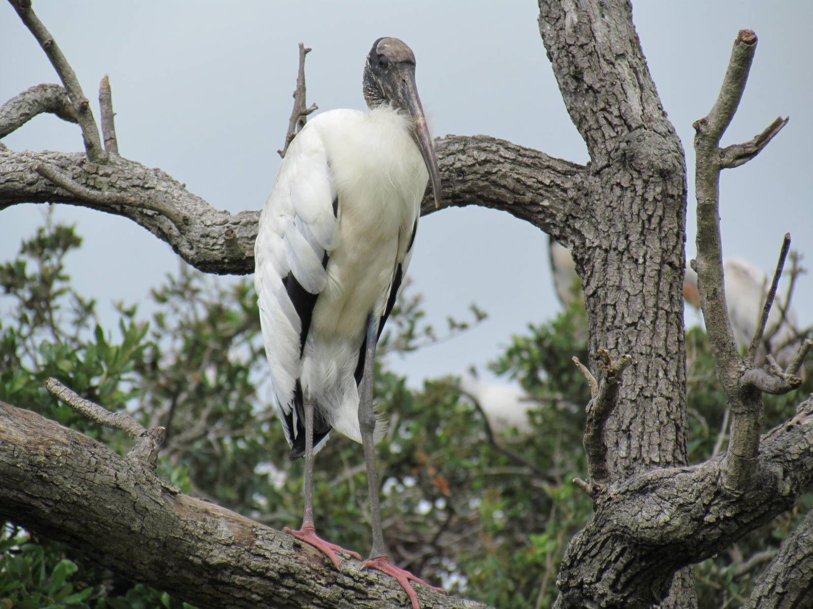 Wood Stork
