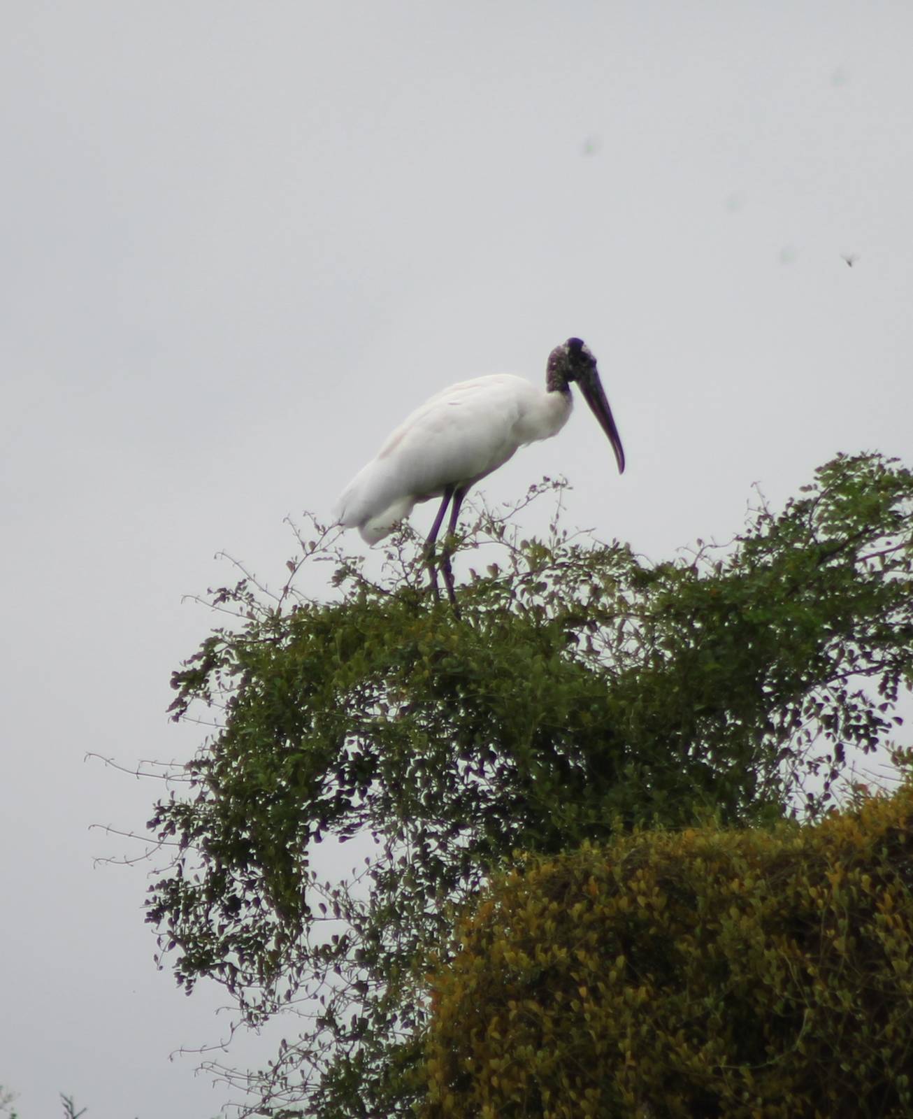 Wood stork