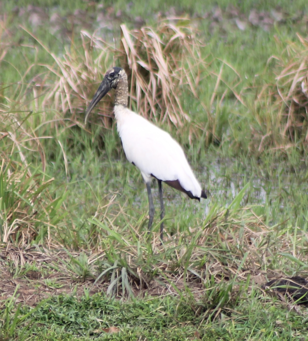 Wood stork
