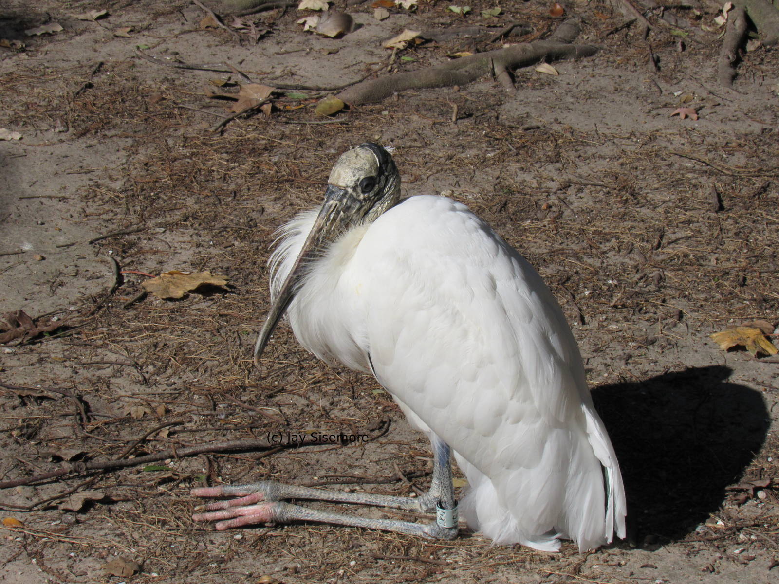 Wood Stork