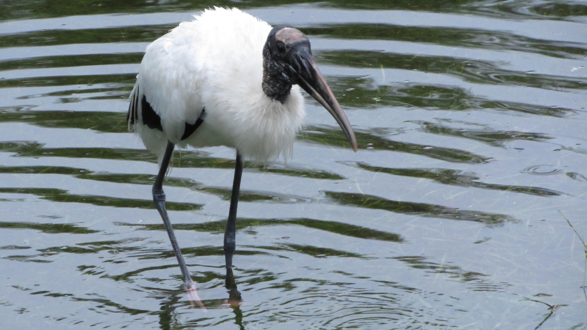 Wood Stork