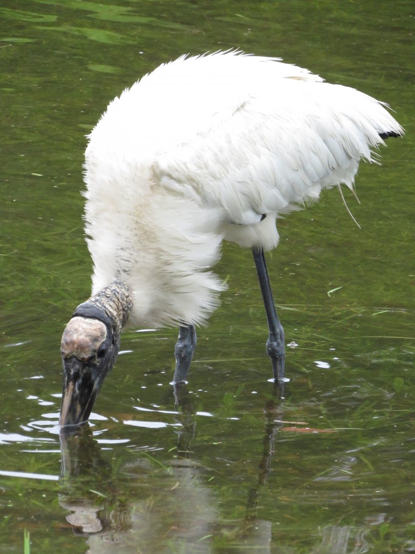 Wood Stork