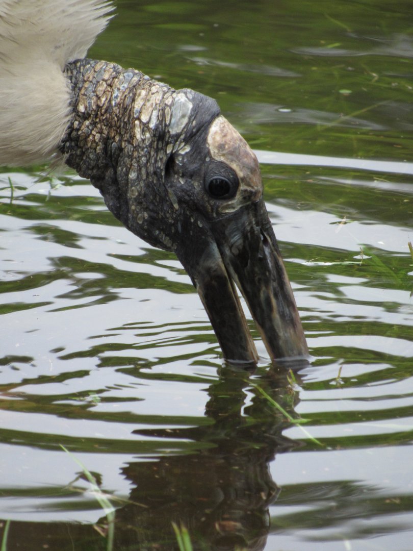 Wood Stork