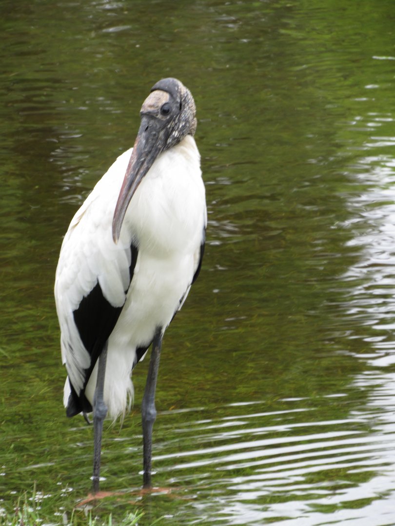 Wood Stork