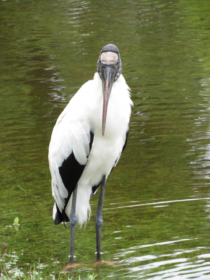 Wood Stork