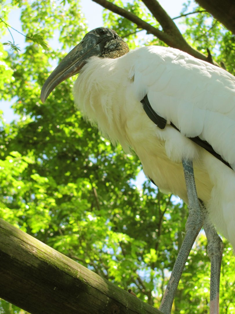 Wood Stork