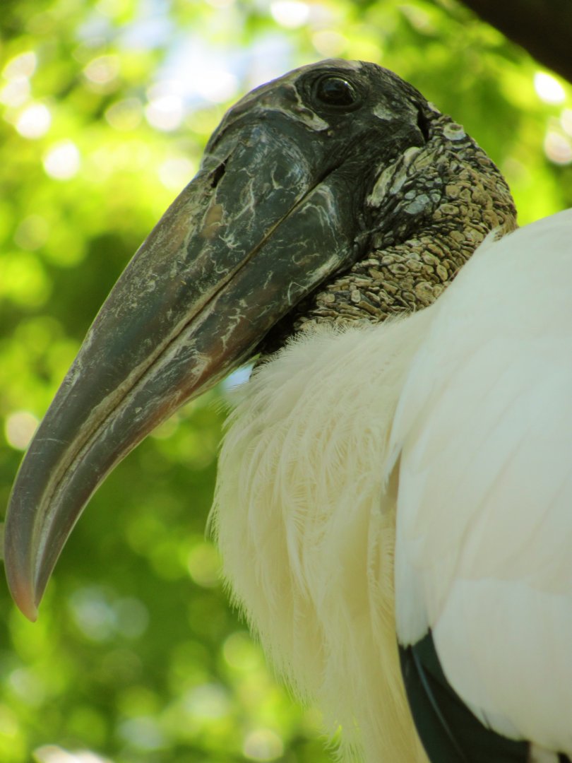 Wood Stork