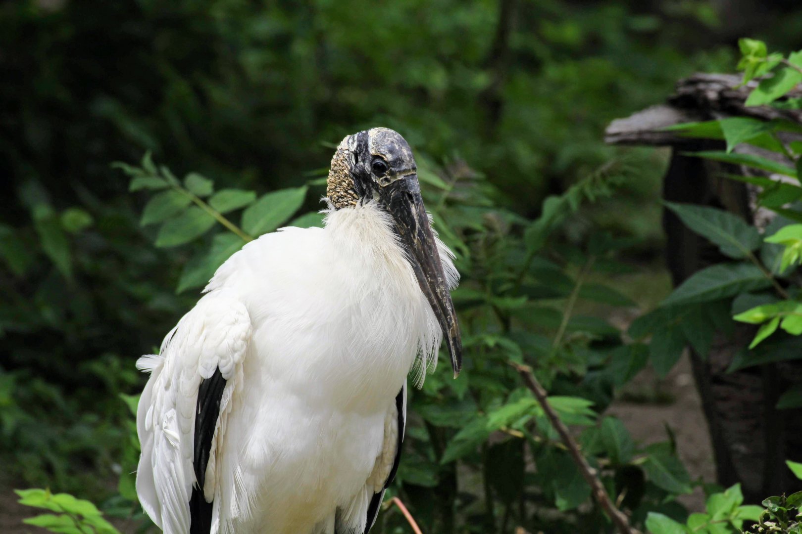 Wood Stork