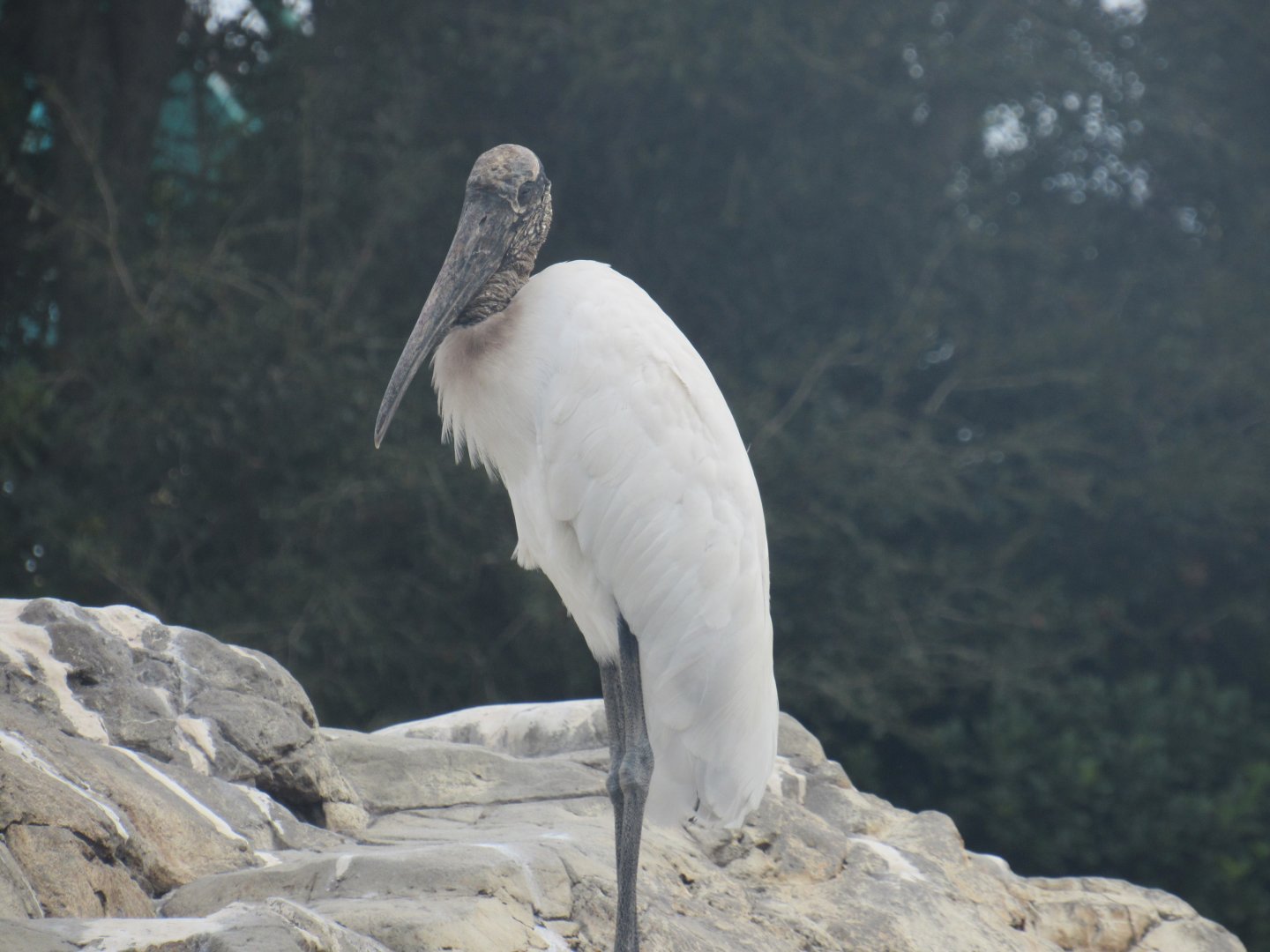 Wood Stork