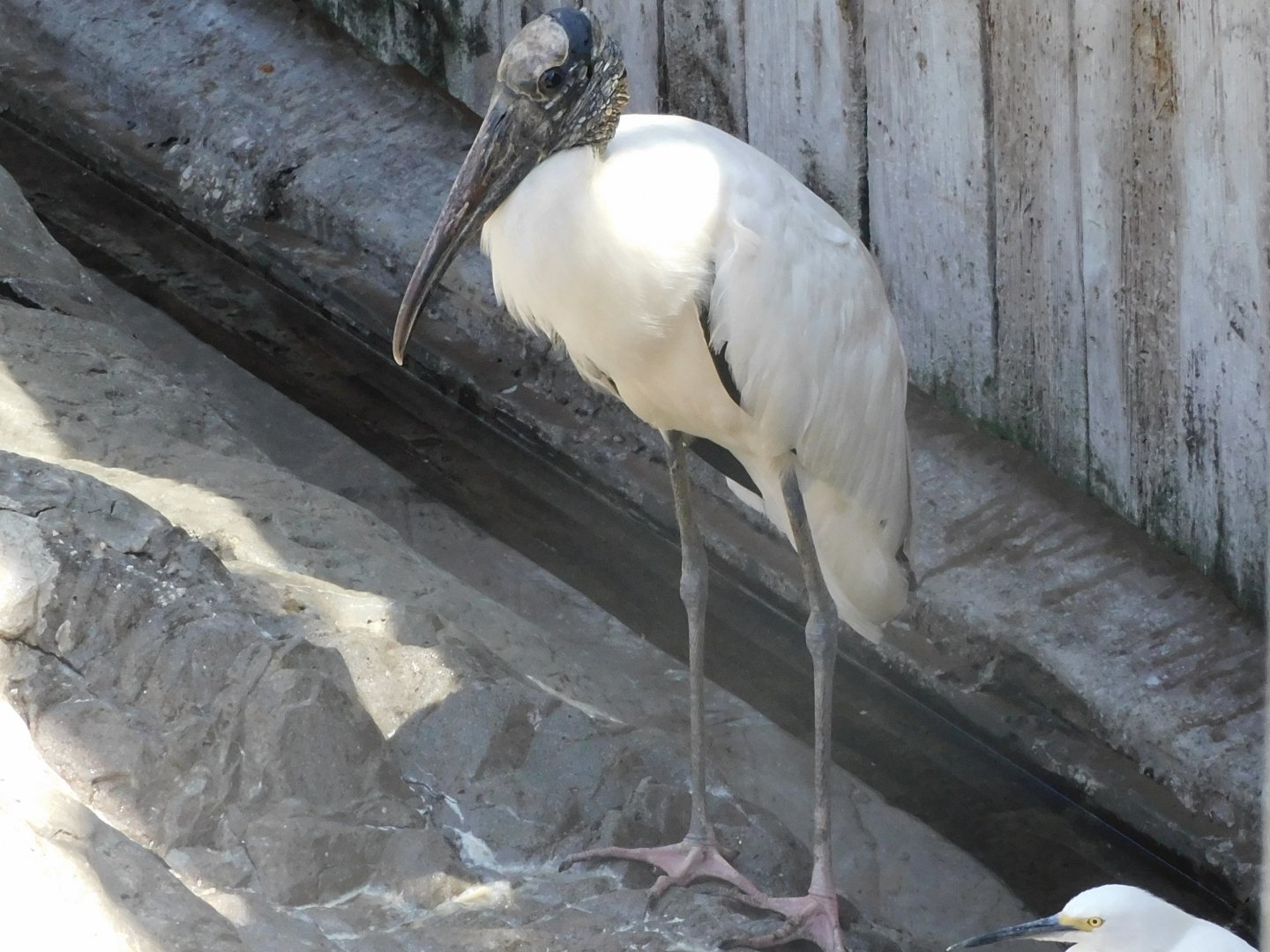 Wood stork