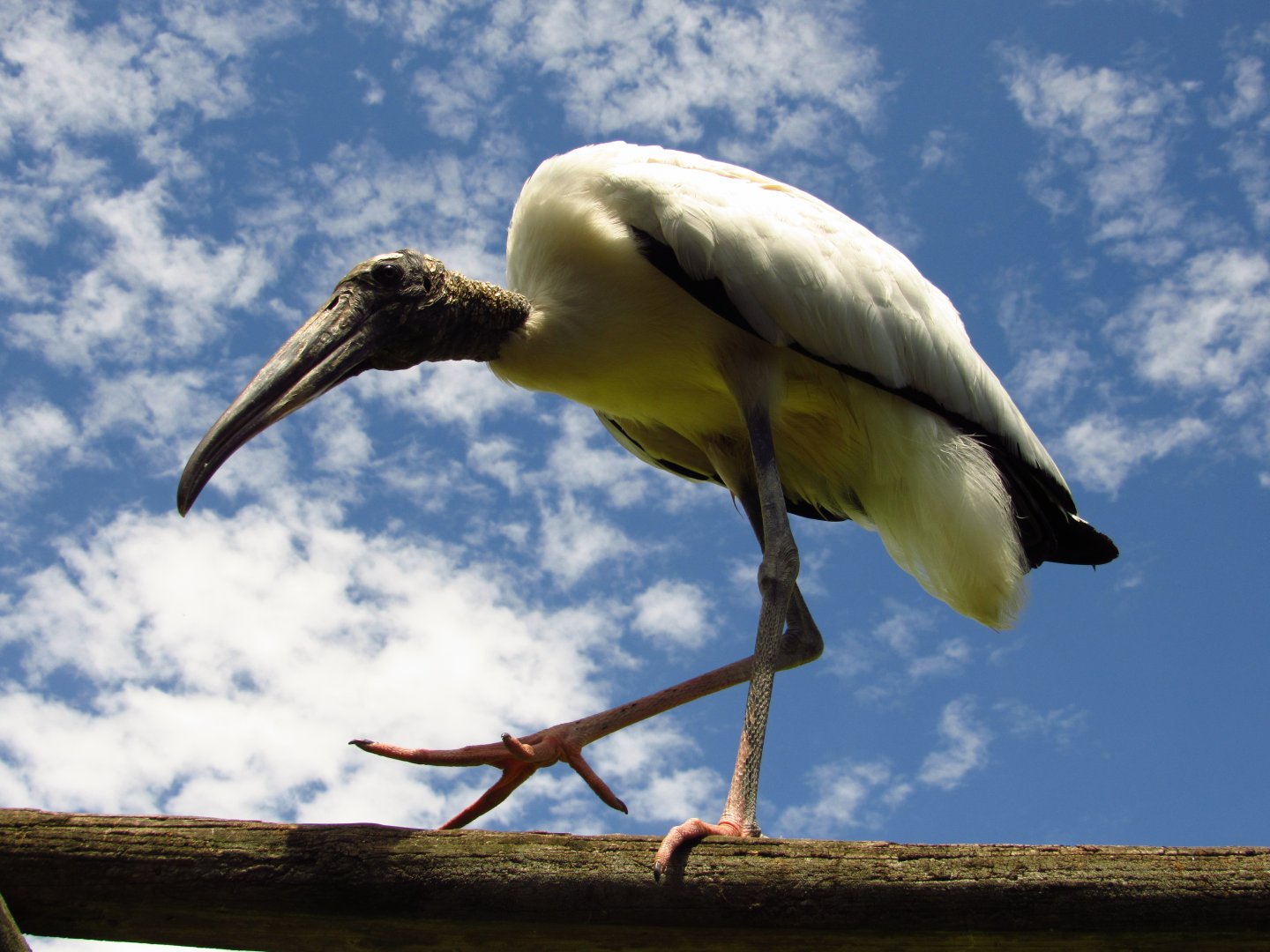 Wood Stork