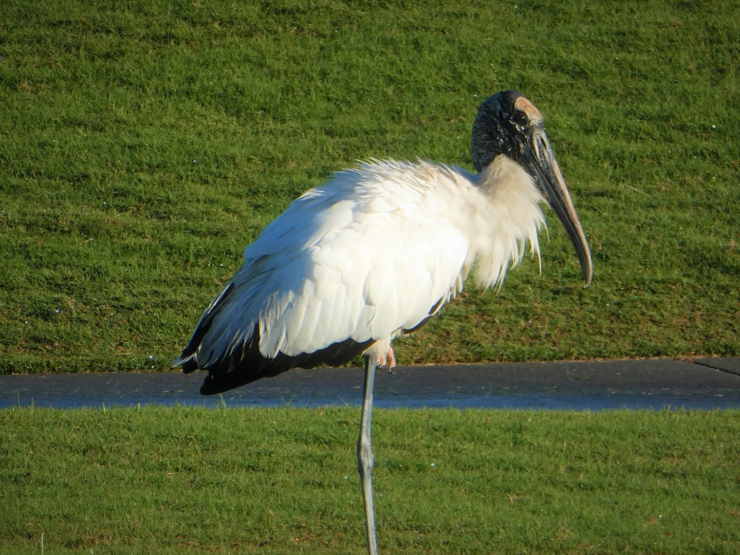 Wood Stork