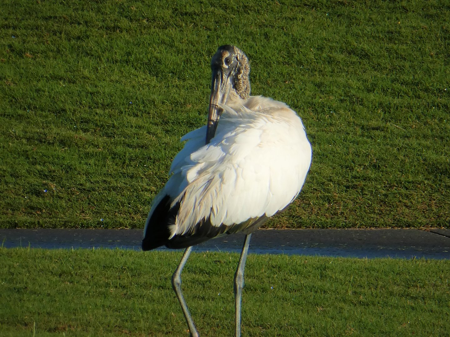 Wood Stork