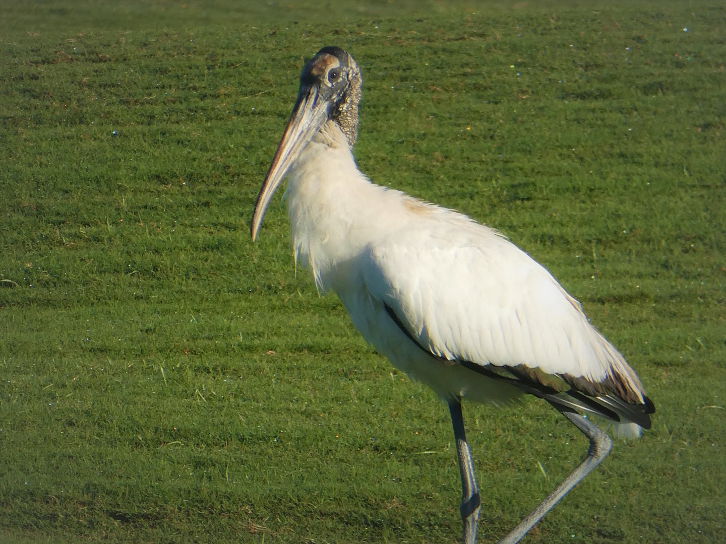 Wood Stork