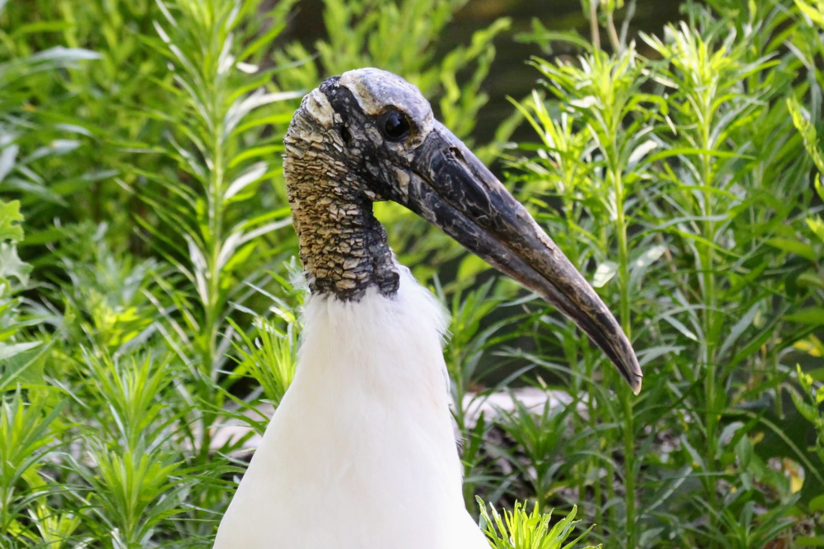 Wood Stork
