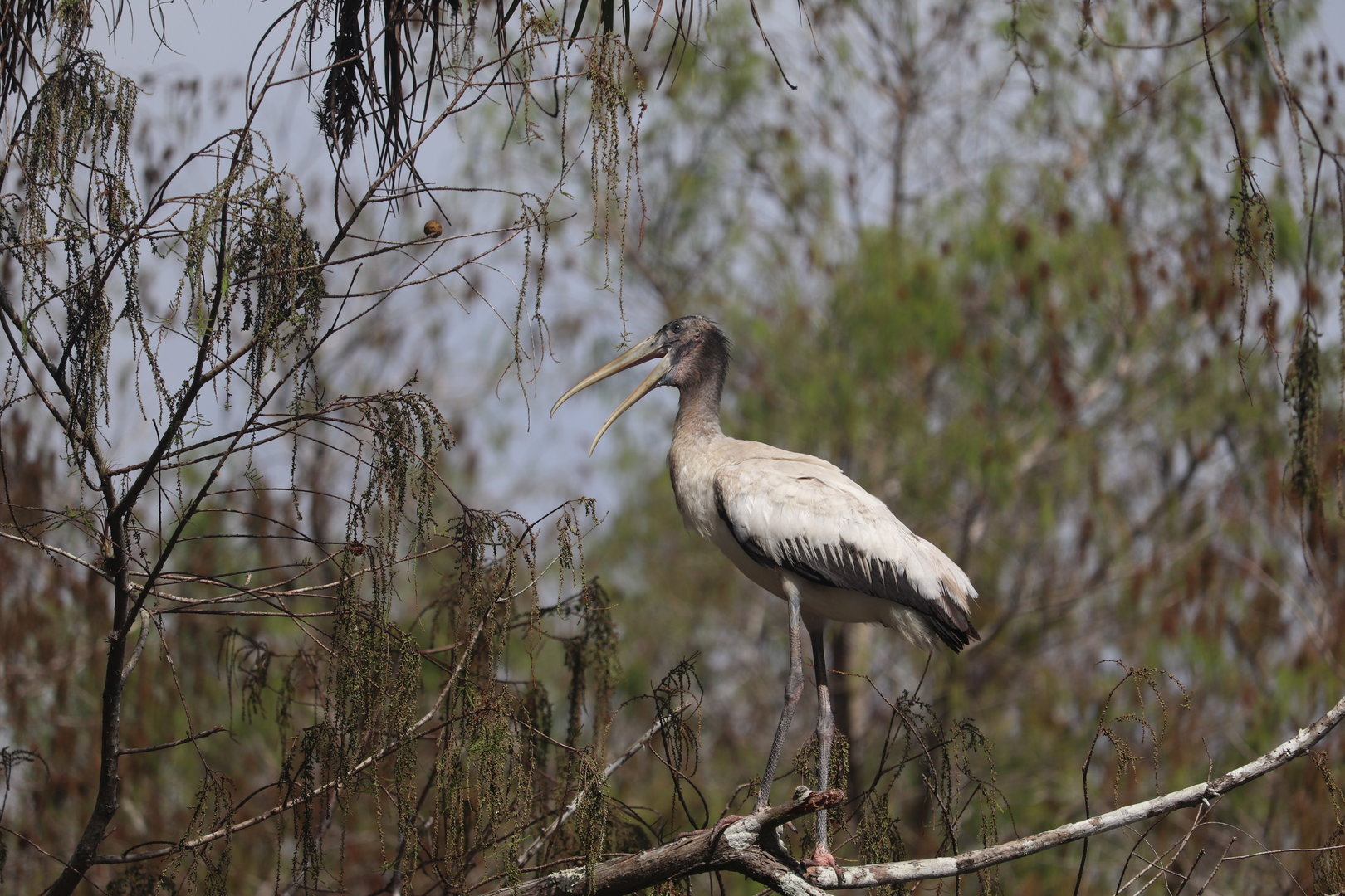 Wood Stork