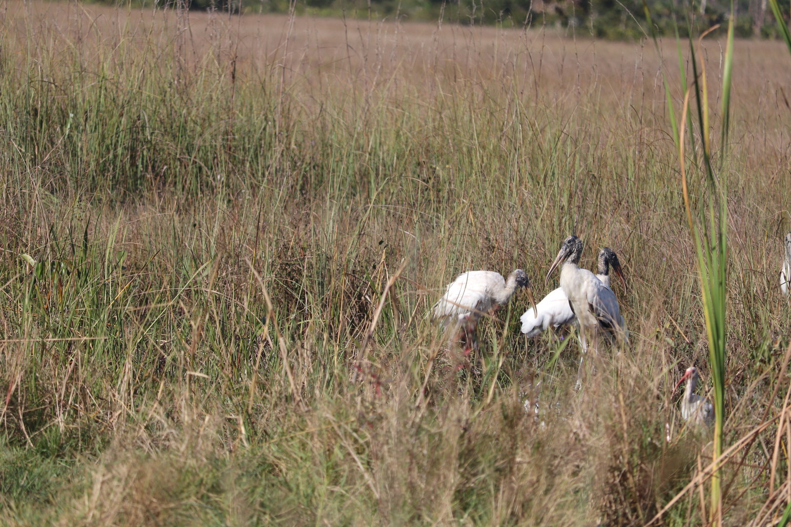 Wood Stork