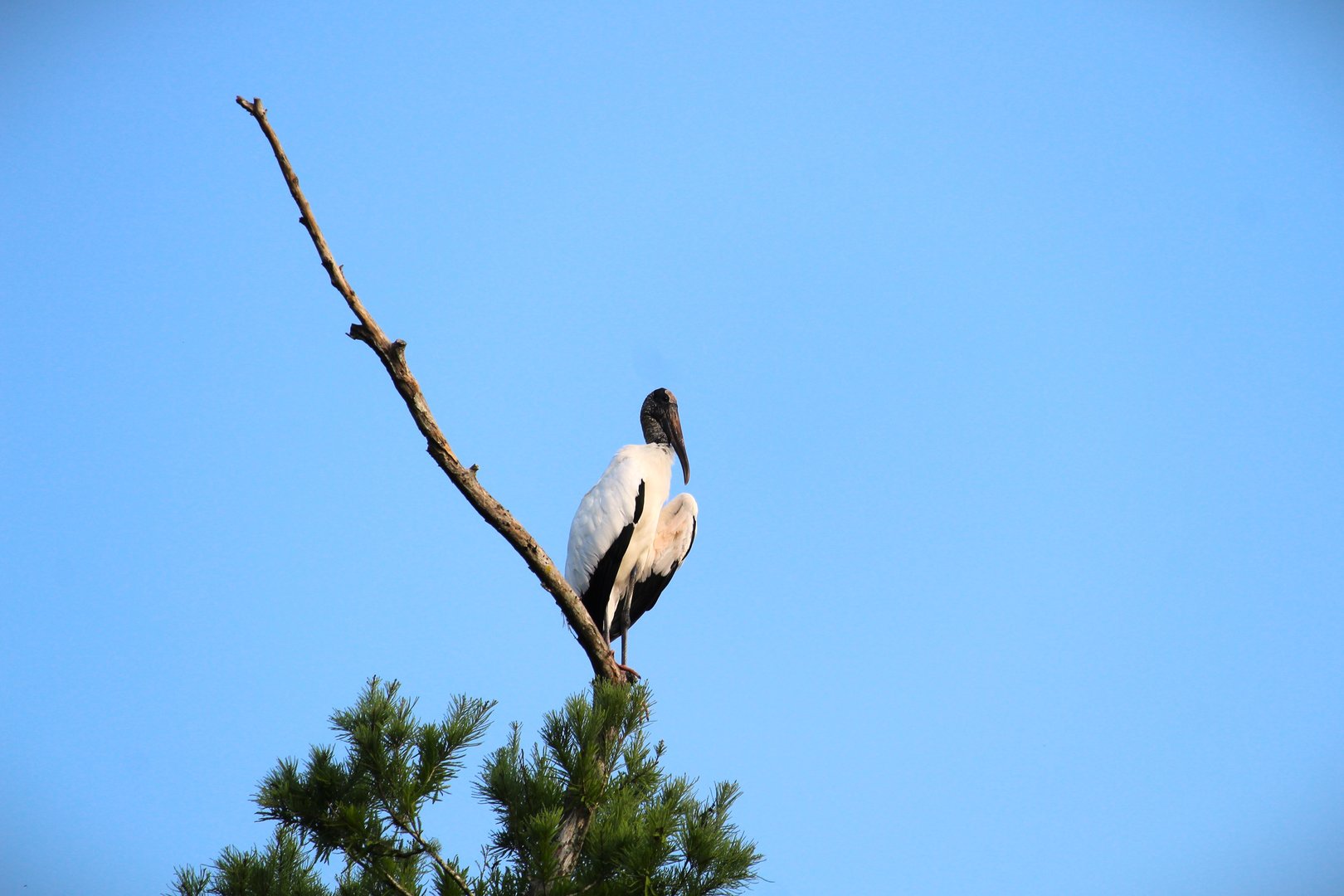 Wood Stork