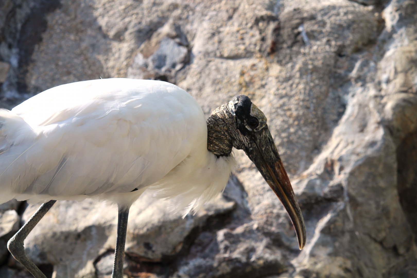 Wood Stork