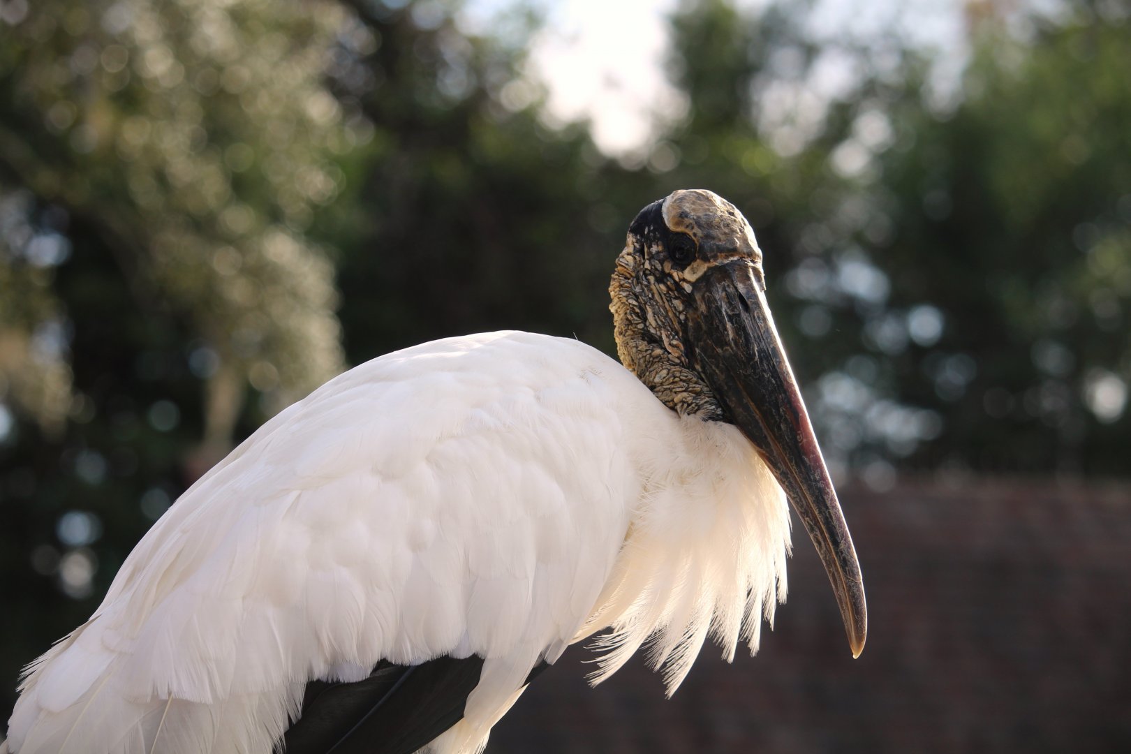 Wood Stork