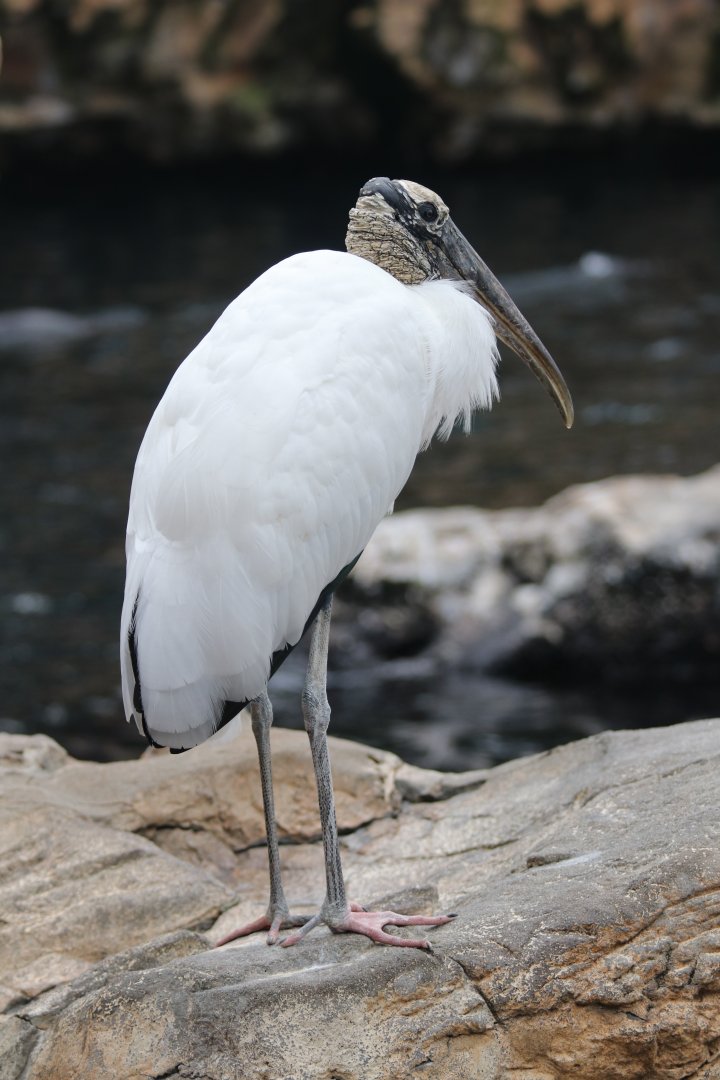 Wood stork