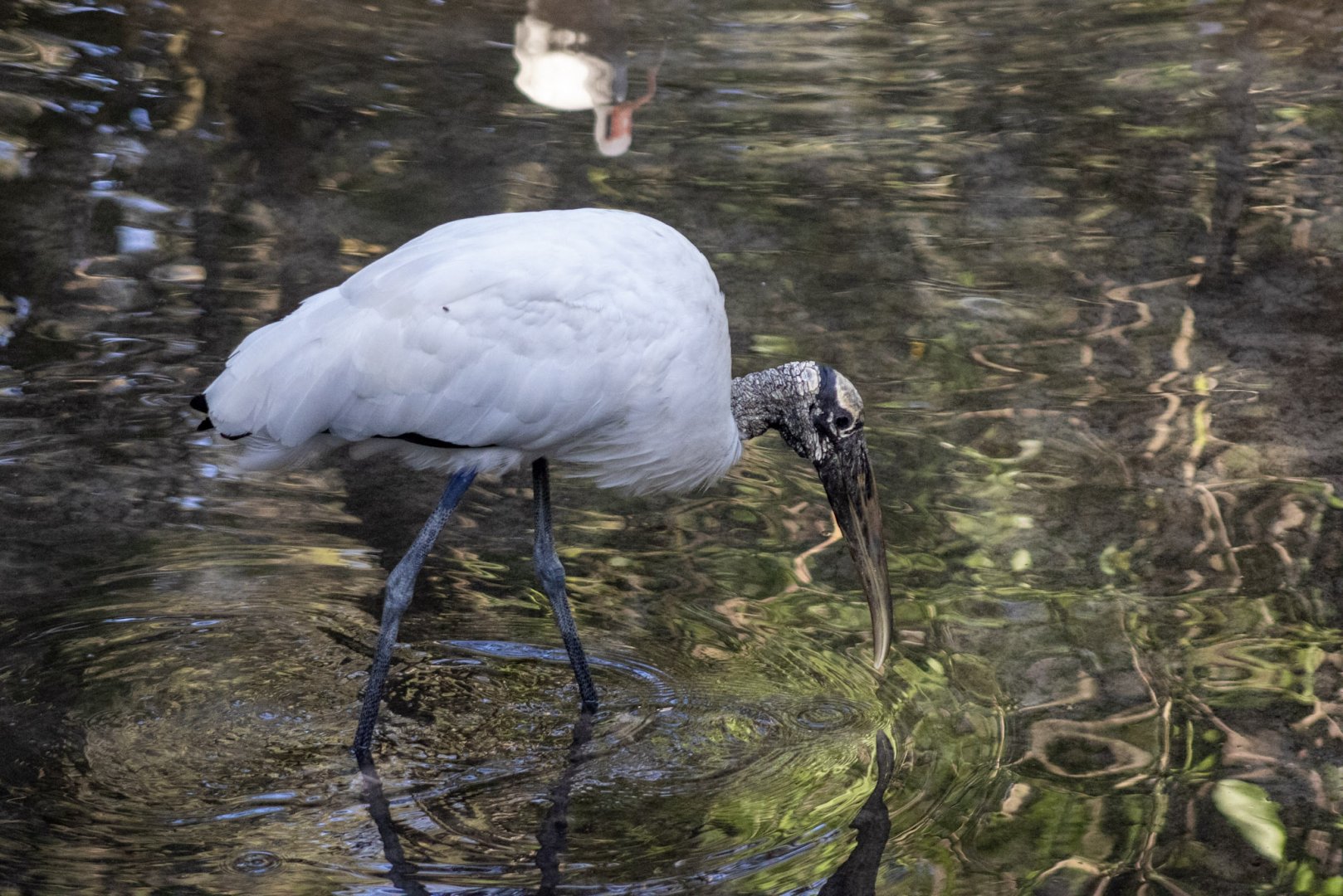 Wood Stork